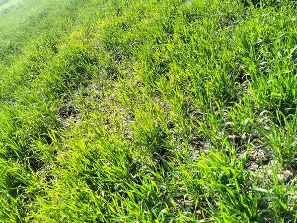 اي سبب الصفار ده مع الغلم مرشتش اي دوا حشائش